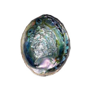 Abalone Shell