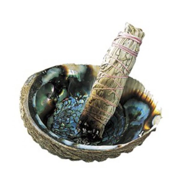 Abalone Shell - Image 2