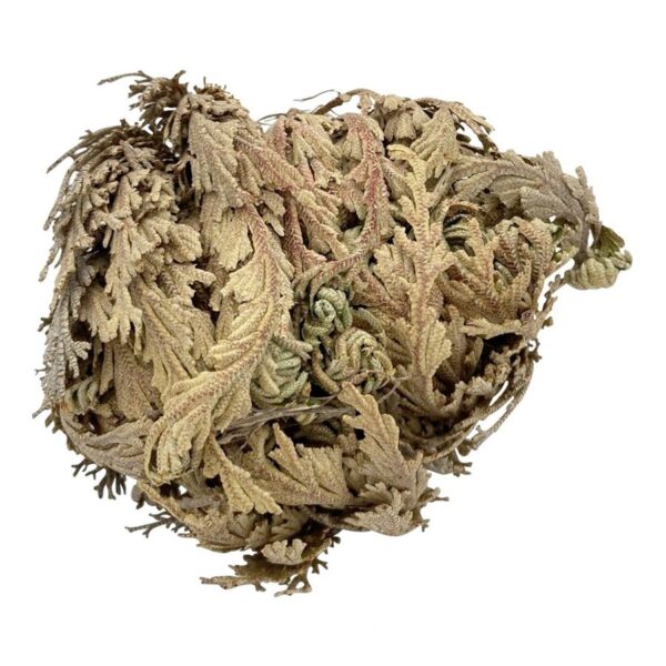 Jericho Flower (Doradilla Petals)