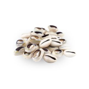 Cowrie Shells
