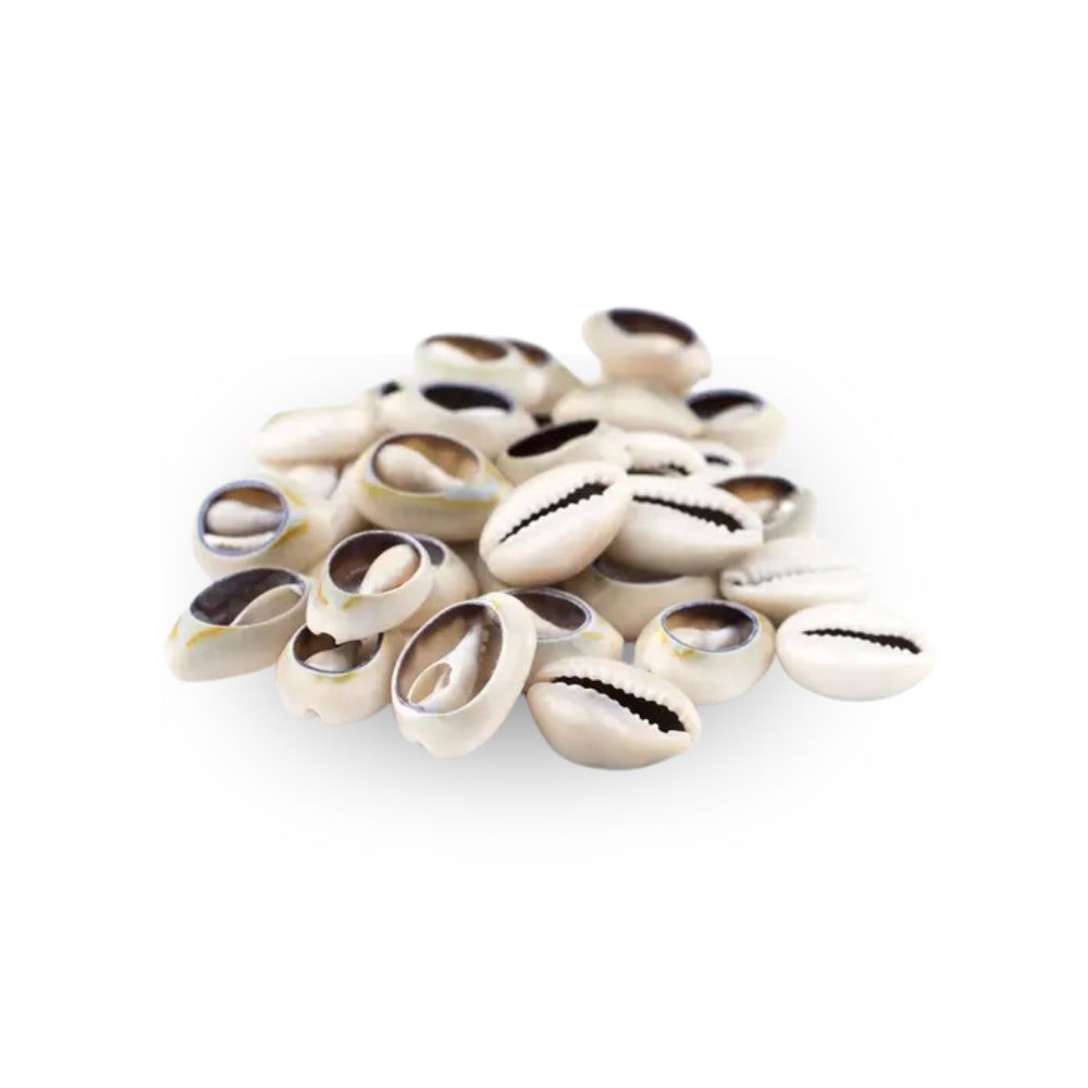 Cowrie Shells